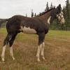 Blue Max Tracker- Colt
Sire: Innocent Bars (Ace)