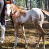 No registerable- colt
Sire: Appaloosa 