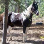 Register APHA "Calico San Cluster