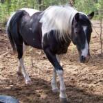 Register APHA "Calico San Cluster