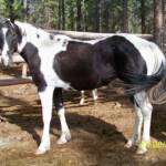 Register APHA "Calico San Cluster