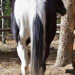Register APHA "Calico San Cluster