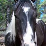 Register APHA "Calico San Cluster