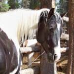 Register APHA "Calico San Cluster