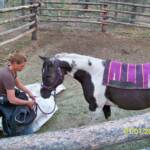 Register APHA "Calico San Cluster