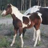 Leos Evening Shadow- Colt
Sire: Leos Bar Yazhi (Navajo)