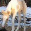 Renegade, Palomino colt out of Angel