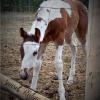 Leos Apache Rose Aria- filly out of Calico San Clusters- Belle