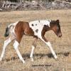 Ayden is a nice colt with good bone, and good strait legs, he is very well coordinated, powerful  stops and turns on those hind quarters