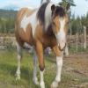 Buckskin filly out of -Sunny