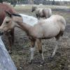 Buckskin filly from an out side mare. Docs Porcelain Page ( Palomino QH)