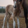 Buckskin filly out of -Sunny