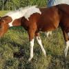 Homozygous  Tobiano filly by Calico San Clusters born April 20, 2021 