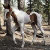 Steel, Sorrel colt out of Angel