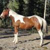 Shady Bar Cowboy colt out of Calico san Clusters- Belle