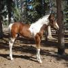 Leos Evening Shadow- colt out of Calico San Clusters-Belle