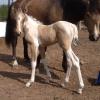 Daisy, buckskin grulla filly out of Sunny.